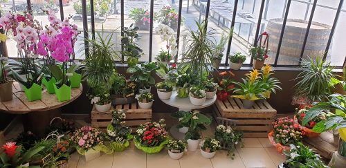 Vente plantes intérieures près de Bergues