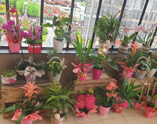 Vente de fleurs intérieures près de Bergues