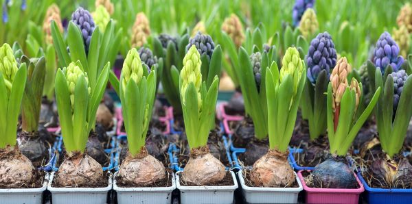 Vente de fleurs en bulbes près de Bergues