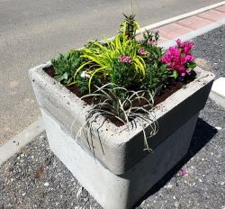 Vente de fleurs près de Bergues