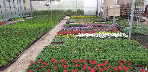 Vente de fleurs extérieures près de Bergues