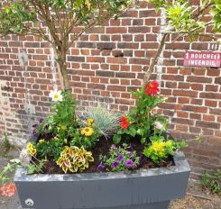 Vente de fleurs extérieures près de Bergues