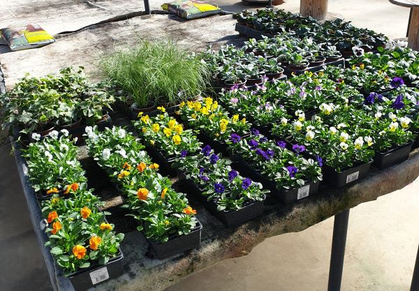 Plantes extérieures près de Bergues