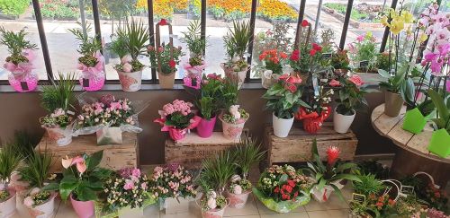 Vente plantes intérieures près de Bergues