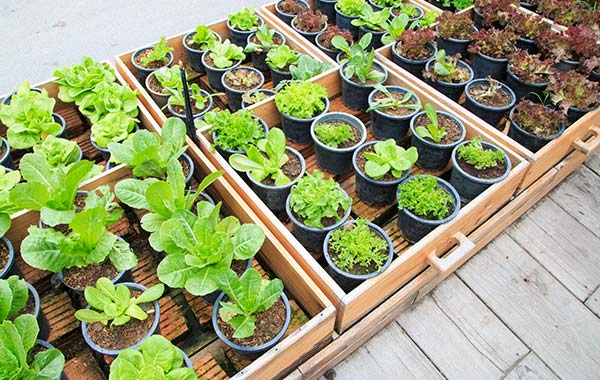 Vente de plants de légumes à Bergues