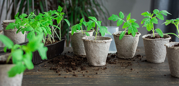 Vente de plants de légumes à Bergues