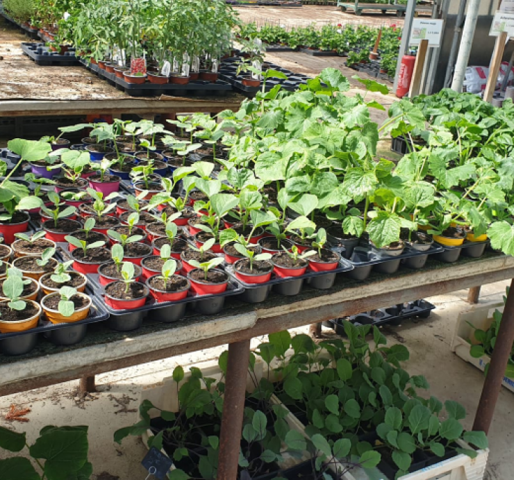 Vente de plants de légumes et de fleurs près de Bergues