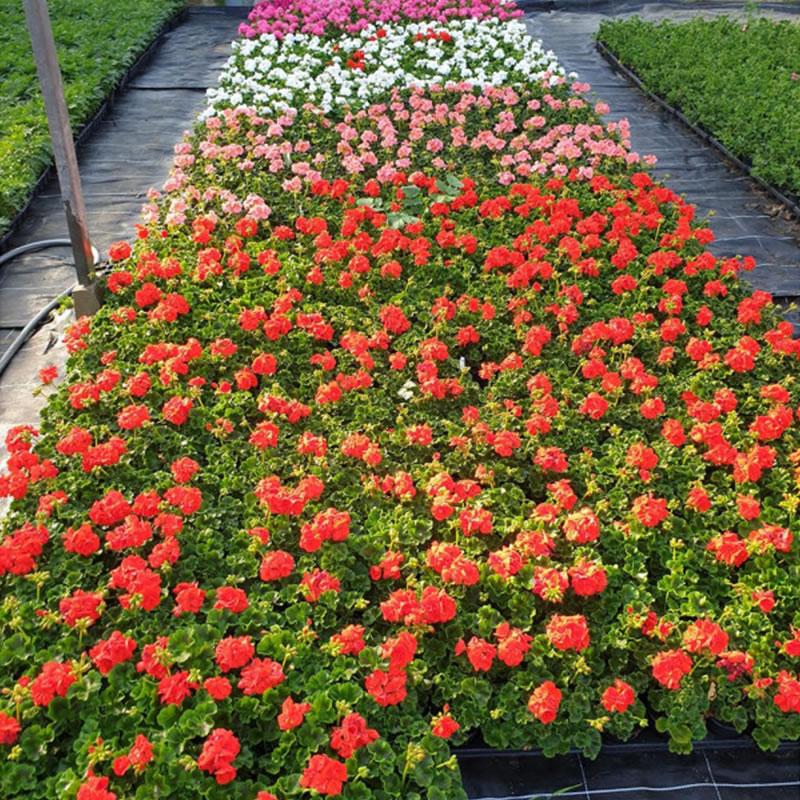 Le jardin comme lieu de détente