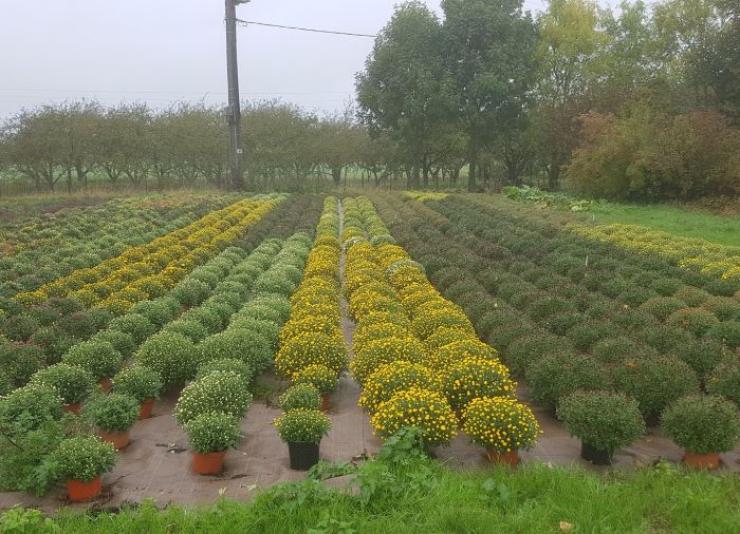 Vente de plantes extérieures près de Bergues