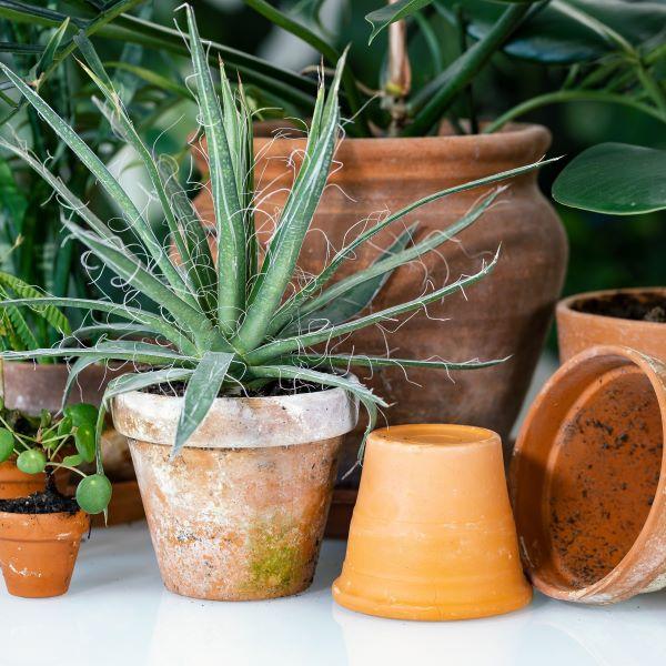 Produits de vannerie et poteries pour plantes et fleurs